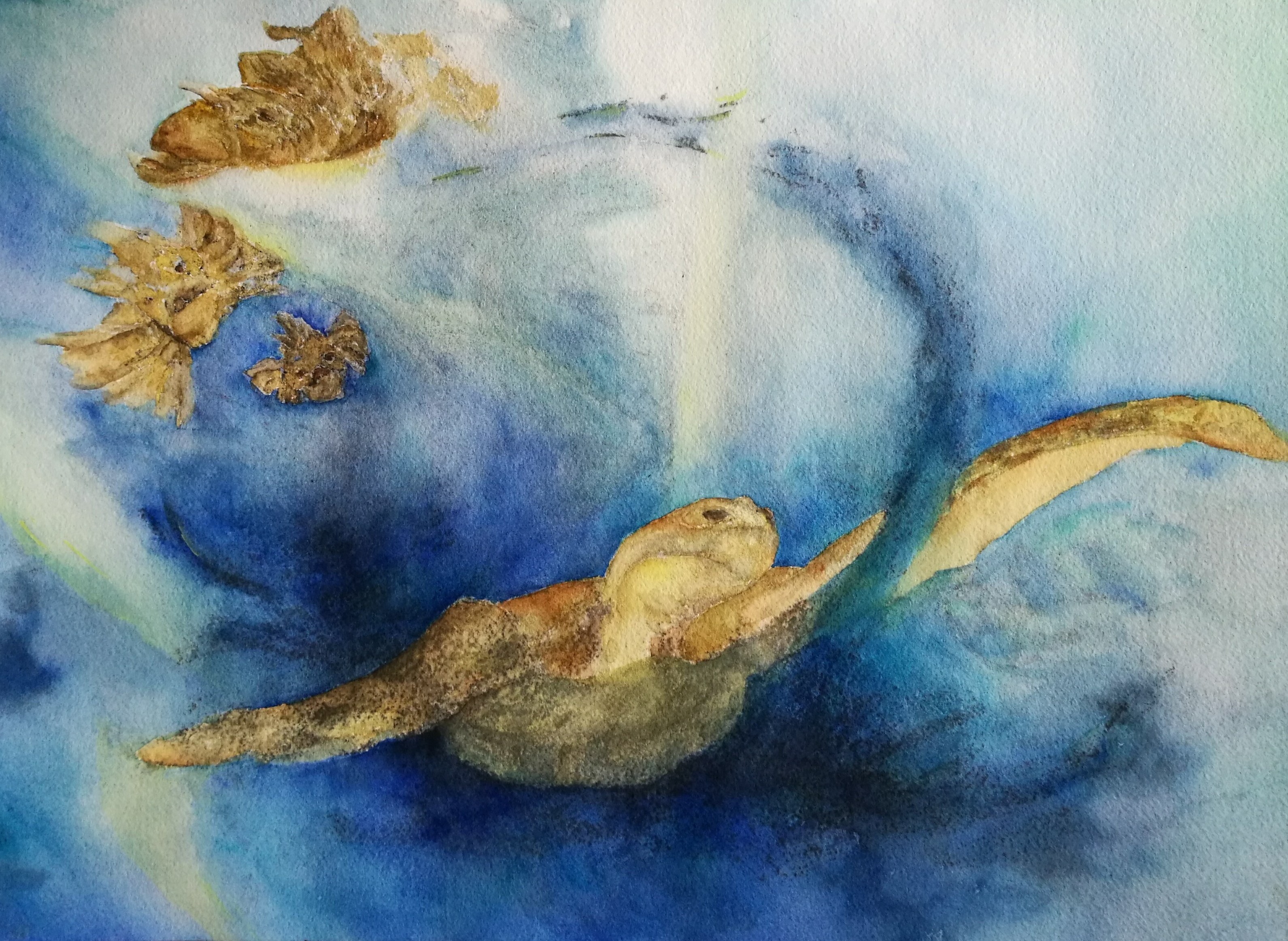 Tortue